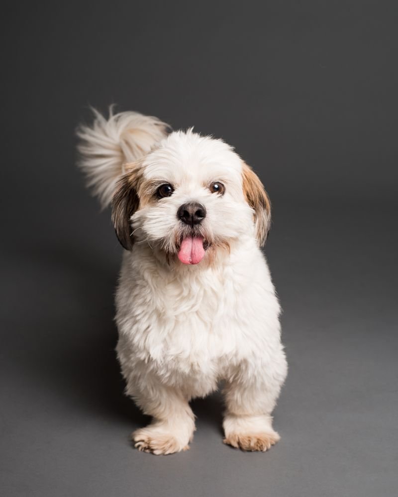 Pet Shop Huellitas Felices