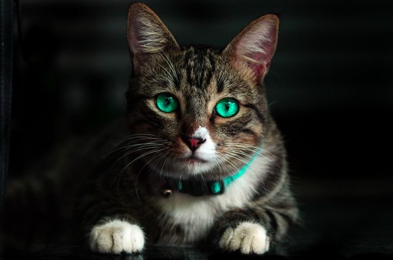 Gatita 2